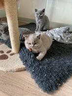 Britse korthaar kitten, Poes, Met stamboom, 0 tot 2 jaar