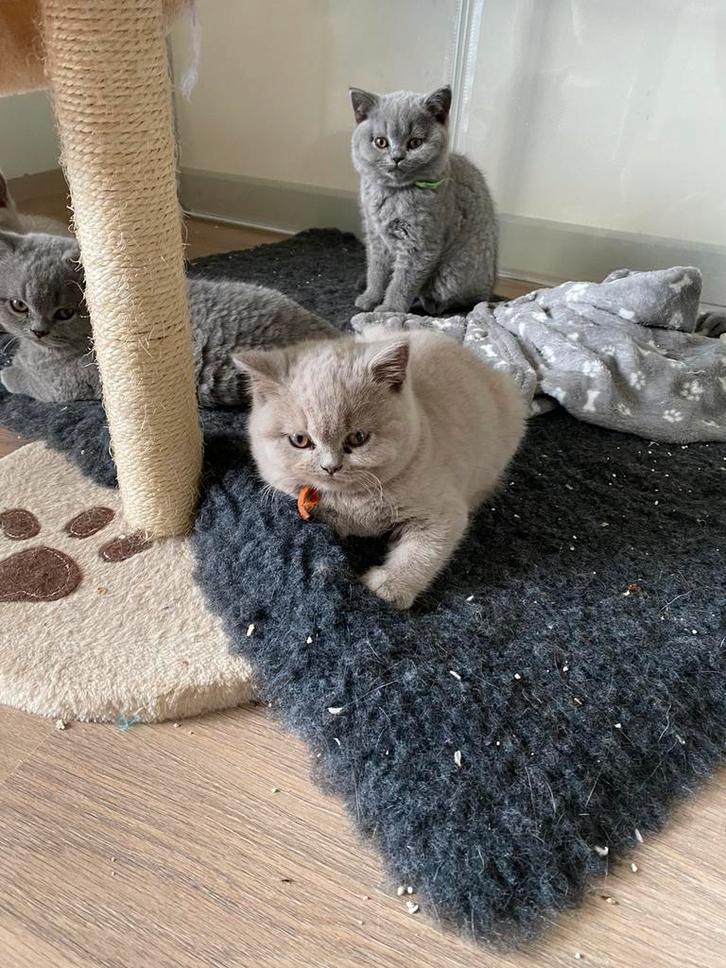 Britse korthaar kitten, Dieren en Toebehoren, Katten en Kittens | Raskatten | Korthaar, Poes, 0 tot 2 jaar, Met stamboom