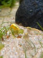 Yellow backline neocardina garnaal, Kreeft, Krab of Garnaal, Zoetwatervis, Schoolvis