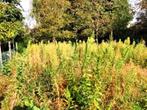 Tuinonderhoud eenmalige klus, Ophalen of Verzenden