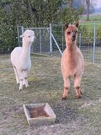Alpaca koppel