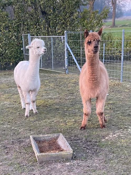 Alpaca koppel, Dieren en Toebehoren, Overige Dieren