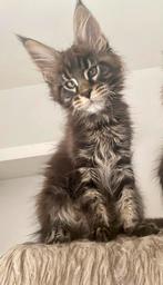 Maine Coon kittens beschikbaar, Dieren en Toebehoren, Katten en Kittens | Raskatten | Langhaar, Meerdere dieren, Gechipt, 0 tot 2 jaar