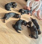 Ruwharige teckel pups, Meerdere, 8 tot 15 weken, Meerdere dieren, België