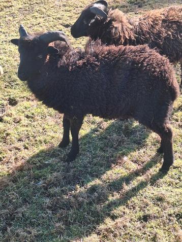 Ouessant dwergschaap rammetje  beschikbaar voor biedingen