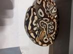 Ball python, Serpent, Domestique, 3 à 6 ans