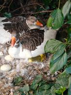 Vlaamse gans hennen, Dieren en Toebehoren, Mei, Vrouwelijk