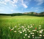 Oostkamp weide, Dieren en Toebehoren, Schapen, Geiten en Varkens