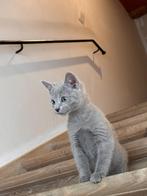 Prachtige blauwe rus kittens met stamboom, Dieren en Toebehoren, Katten en Kittens | Raskatten | Korthaar, Kater, Gechipt, 0 tot 2 jaar