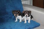jack russell pups, Dieren en Toebehoren, Honden | Jack Russells en Terriërs, België, Fokker | Hobbymatig, Jack Russell Terriër