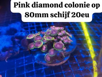 Zoa.s. Zoanthus frags  beschikbaar voor biedingen