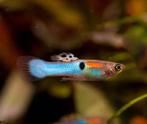 Endler guppy's te koop, Dieren en Toebehoren, Vis, Zoetwatervis, Schoolvis