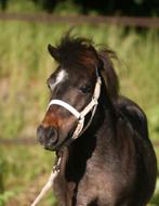 Prachtige appaloosa minimerrie, Merrie, A pony (tot 1.17m), Gechipt, 7 tot 10 jaar