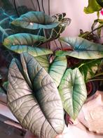 Alocasia bisma platinum, Ophalen of Verzenden
