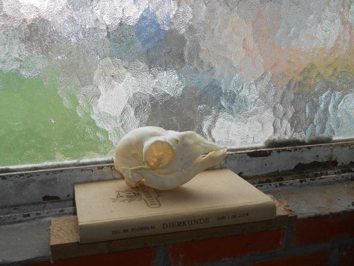 alpacaschedel veulen, Collections, Collections Animaux, Comme neuf, Crâne, Animal de ferme, Enlèvement ou Envoi