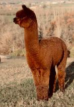 Alpaca stamboek dekhengst, Dieren en Toebehoren, Mei, Mannelijk