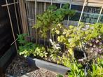 kleine gele frambozenstruikjes, Tuin en Terras, Planten | Fruitbomen, Ophalen, Minder dan 100 cm, Overige soorten, Volle zon