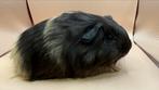 Cavia vrouwelijke cavia/zwart/crème Shelty sow, Dieren en Toebehoren, Ophalen