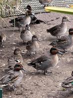 europese wintertaling @ paradijshof, Dieren en Toebehoren, Pluimvee, Meerdere dieren, Eend