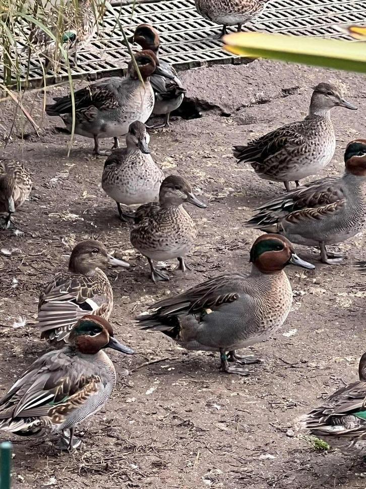 europese wintertaling @ paradijshof, Dieren en Toebehoren, Pluimvee, Eend, Meerdere dieren