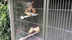 Kanaries, Dieren en Toebehoren, Geslacht onbekend, Zangkanarie