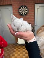 Les lapins nains cherchent un bon foyer, Animaux & Accessoires, Lapins, Nain, 0 à 2 ans