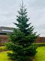 Prachtige kerstboom +5 meter, Ophalen