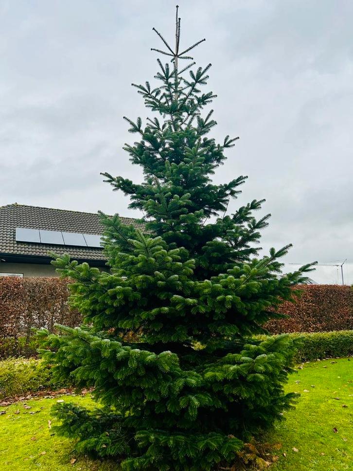 Prachtige kerstboom +5 meter, Diversen, Kerst, Ophalen
