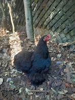 Cochin kriel, Dieren en Toebehoren, Pluimvee