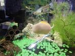 Appelslakken, Dieren en Toebehoren, Vissen | Aquariumvissen, Slak of Weekdier, Zoetwatervis