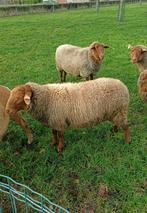 Mooi gebouwde ardense voskop dekram ingeschreven in stamboek, Dieren en Toebehoren, Schapen, Geiten en Varkens, Mannelijk, Schaap
