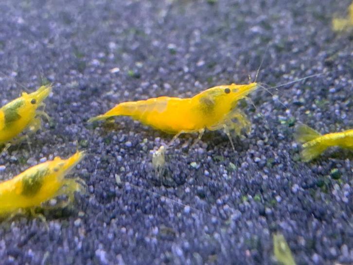 Gele garnalen, Dieren en Toebehoren, Vissen | Aquariumvissen, Zoetwatervis, Kreeft, Krab of Garnaal