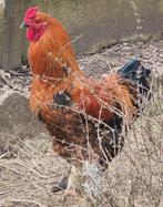 Zeer mooie jonge haan Brahama, Dieren en Toebehoren, Pluimvee