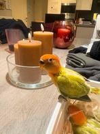 Dwergpapegaai baby’s, Dieren en Toebehoren, Meerdere dieren