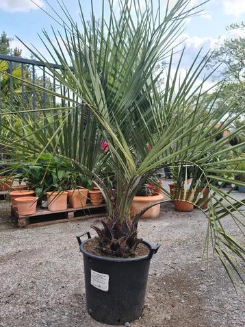 Palmboom Butia Capitata - Geleipalm  beschikbaar voor biedingen