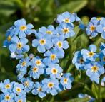 Myosotis vivaces en fleurs, Tickets en Kaartjes, Hotelbonnen