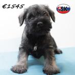 Schnauzer Nain, chiots à vendre, 15 semaines à 1 an, Hépatite contagieuse (maladie de Rubarth), Autres races, Plusieurs animaux