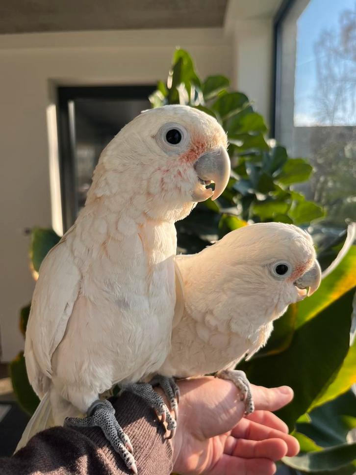 Très beau et gros cacatoès Goffin, Animaux & Accessoires, Oiseaux | Perruches & Perroquets, Perroquet, Mâle, Domestique, Bagué