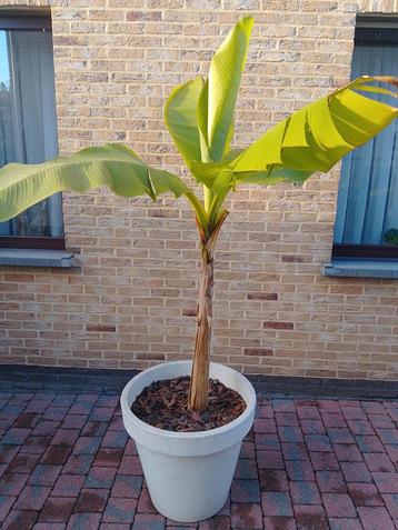 Banaanboom/plant met pot(winterhard) beschikbaar voor biedingen