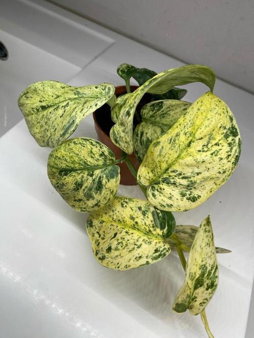 Scindapsus jade satin marble variegata stekken, Huis en Inrichting, Kamerplanten, Groene kamerplant, Halfschaduw, Ophalen