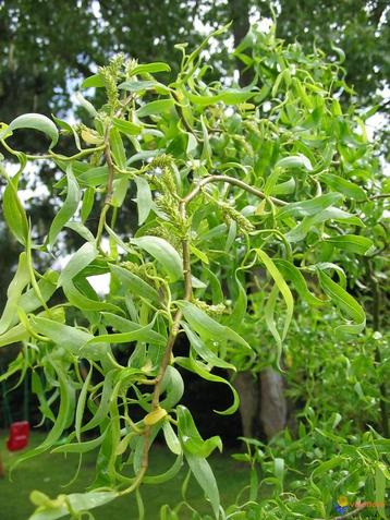 saules noueux - jeunes plantes beschikbaar voor biedingen