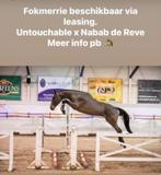 LEASING: lieve springgefokte fokmerrie met goede papieren, Dieren en Toebehoren, Merrie, Springpaard, Gechipt, Niet van toepassing
