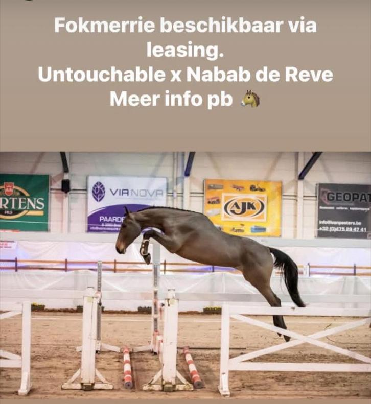 LEASING: lieve springgefokte fokmerrie met goede papieren, Animaux & Accessoires, Chevaux, Jument, Ne s'applique pas, 165 à 170 cm