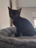 Britse korthaar, Meerdere dieren, Gechipt, 0 tot 2 jaar