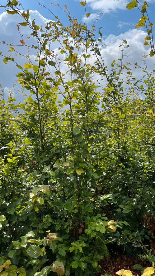 Fagus sylvatica Groene en rode beuken , Bosplantsoen, Tuin en Terras, Planten | Struiken en Hagen, Beukenhaag, Ophalen of Verzenden