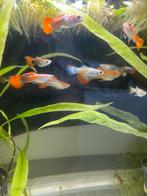 Guppy’s, Dieren en Toebehoren, Vissen | Aquariumvissen