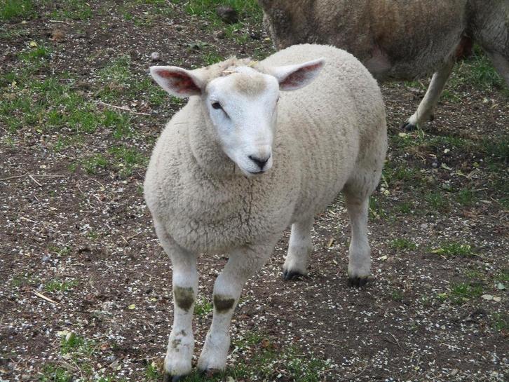 animaux, Tuin en Terras, Planten | Tuinplanten, Tweejarig, Bodembedekkers, Halfschaduw, Winter, Ophalen