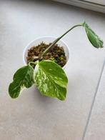Monstera variegata #2, Ombre partielle, Plante verte, Enlèvement ou Envoi, Moins de 100 cm