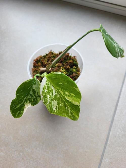 Monstera variegata #2, Maison & Meubles, Plantes d'intérieur, Autres espèces, Moins de 100 cm, Plante verte, Ombre partielle, Enlèvement ou Envoi