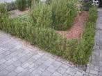 Euonymus japonicus - buxus vervanger, Tuin en Terras, Ophalen, Buxus, Struik, Minder dan 100 cm
